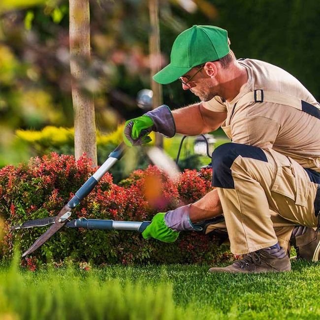 Gardener in green cap trimming hedges with long-handled shears in a colorful garden