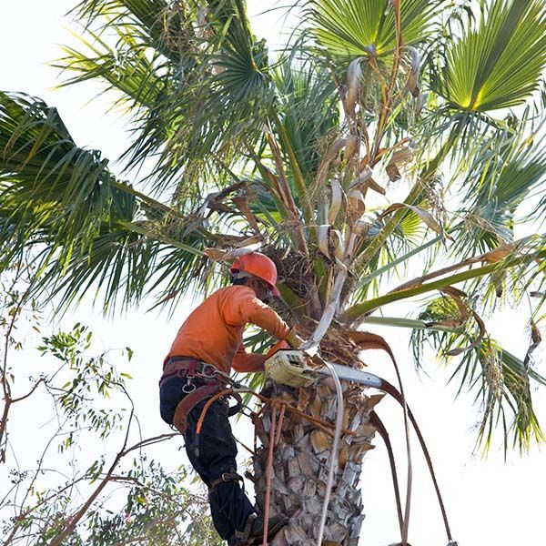 Worker in orange safety gear climbing a palm tree with a chainsaw
