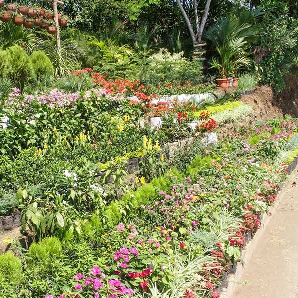 Lush flower garden with colorful blooms and greenery beside a paved path