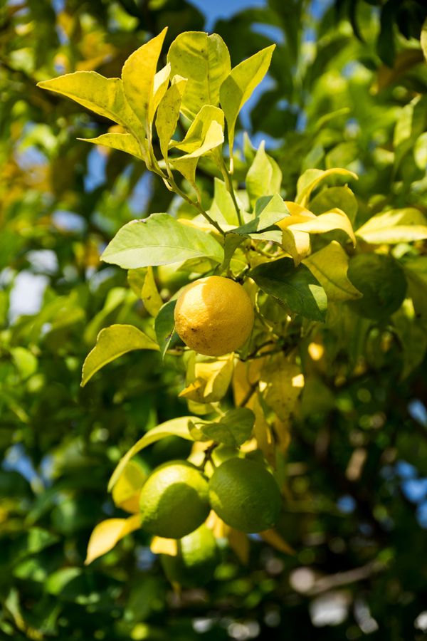 un modello 3d di un albero di limoni con dei limoni sopra