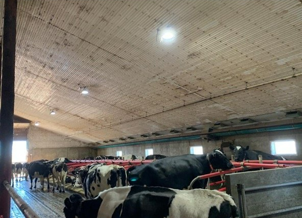 A herd of cows are standing in a barn.