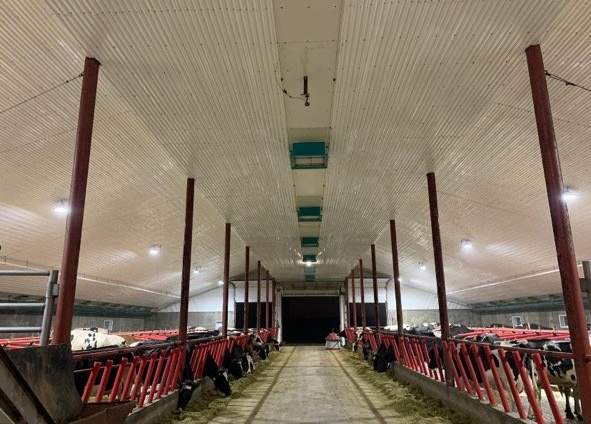A long hallway in a barn filled with cows and hay.