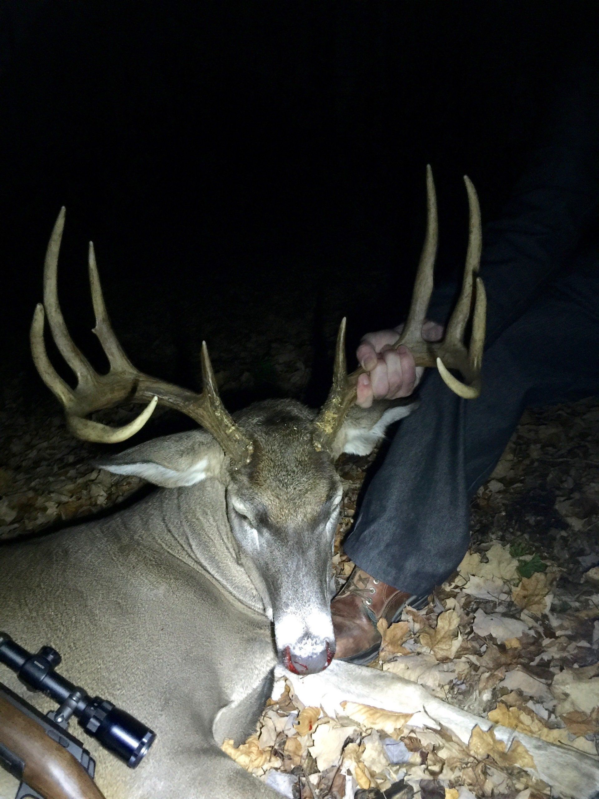 Whitetail Deer hunting Michigan, Michigan deer hunting