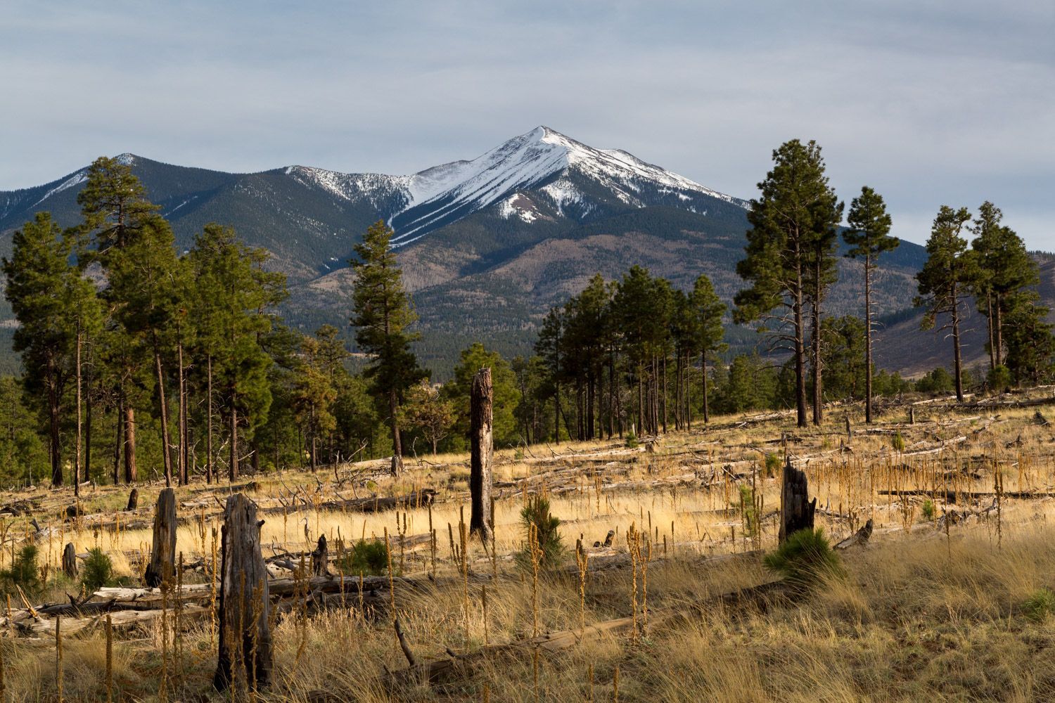 Snow-capped mountain above a pine forest and dry meadow under a clear sky