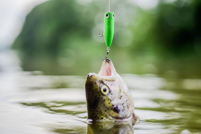 shakespeare ugly stik travel spinning rod 6ft 6 GX2™ Kit Length:MYS70MLF / 7’ Fish pictures taken for Maverick 7 Australian Salmon Lures