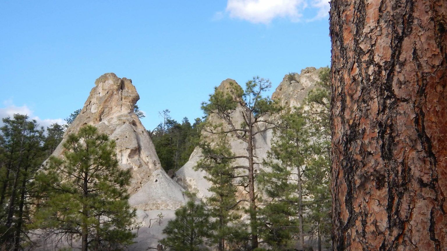 Rocky white cliffs and pine trees under a blue sky, with a large tree trunk in the foreground
