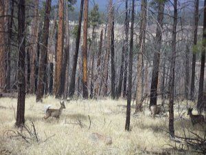 A herd of deer are running through a forest.