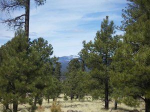 A forest with trees and mountains in the background
