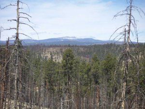 A forest with a mountain in the background and trees without leaves.