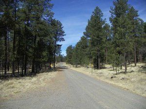 A dirt road going through a forest on a sunny day.