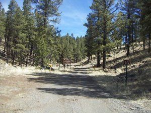A dirt road going through a forest with trees on both sides.