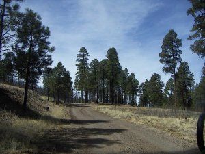A dirt road going through a forest with trees on both sides