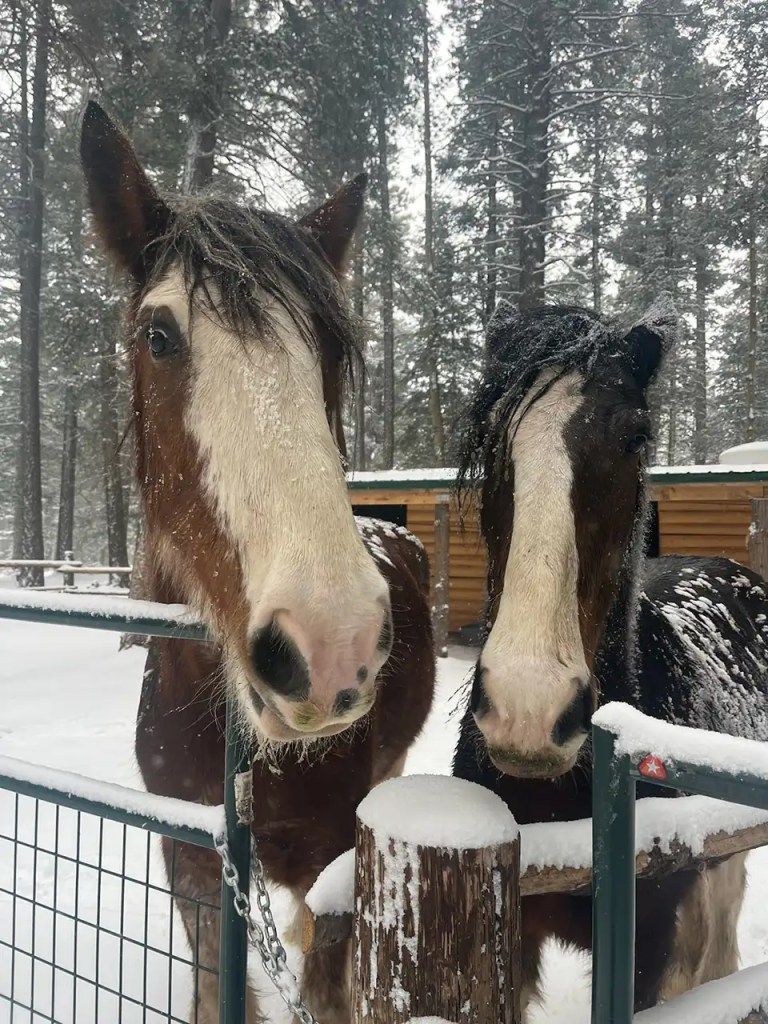 Two horses are standing next to each other in the snow.