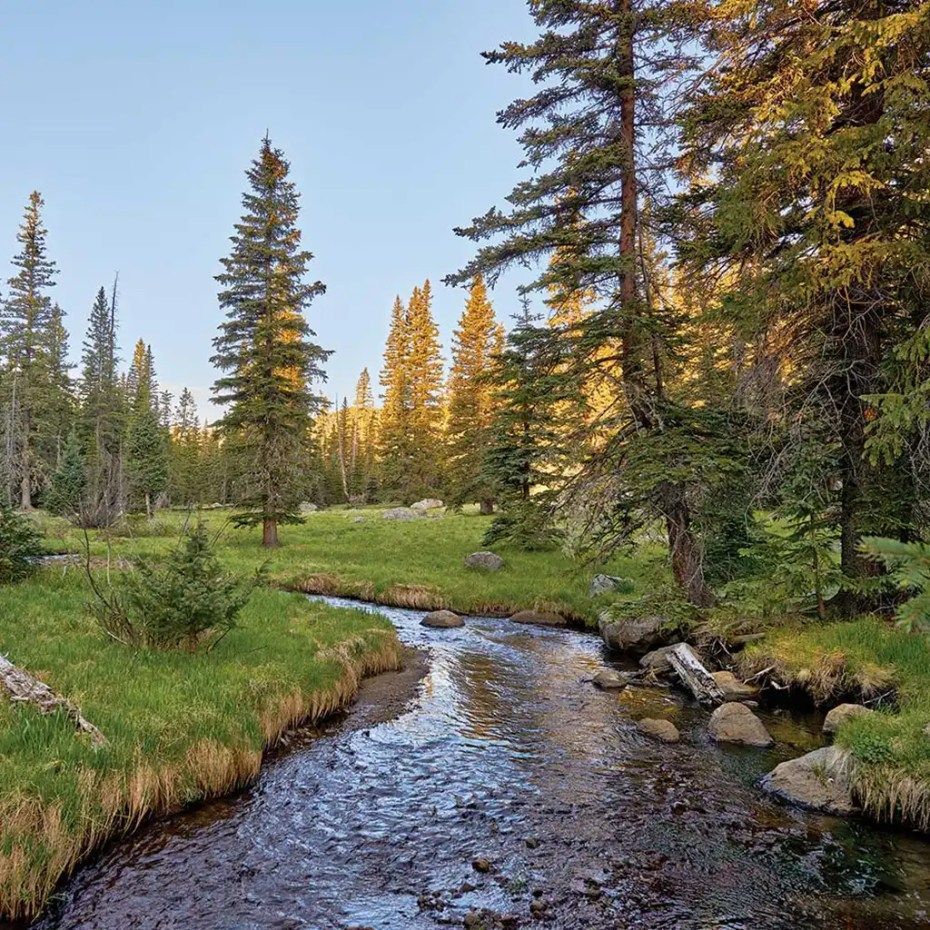A stream running through a forest surrounded by trees
