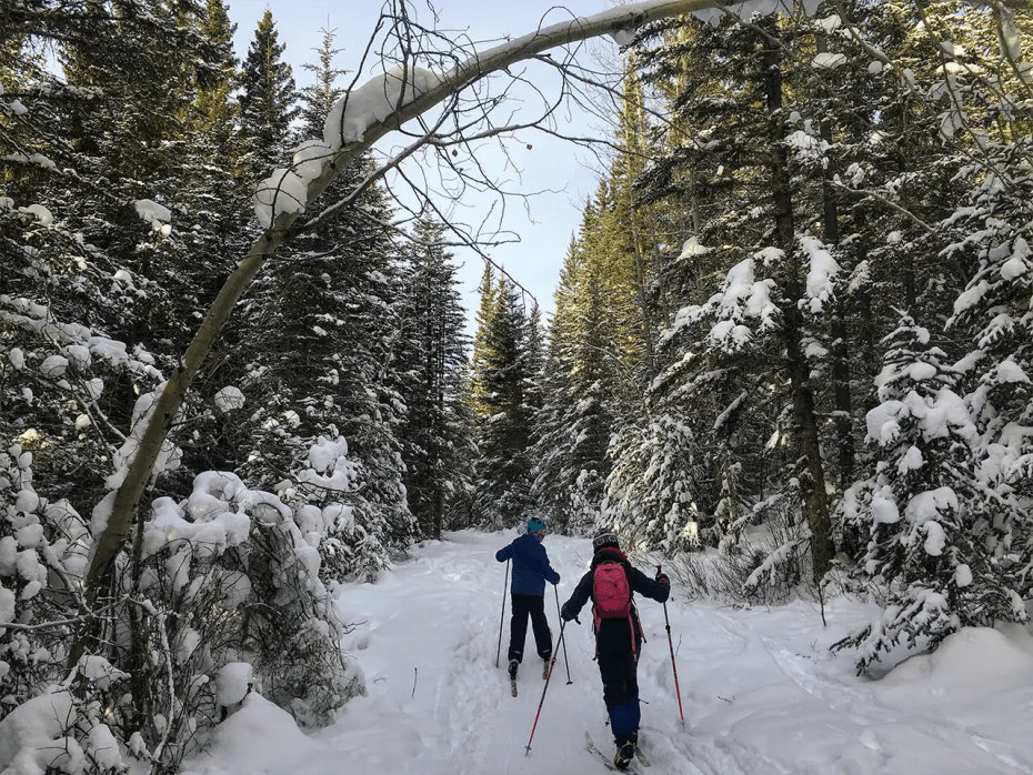 Two people are cross country skiing down a snowy path in the woods.