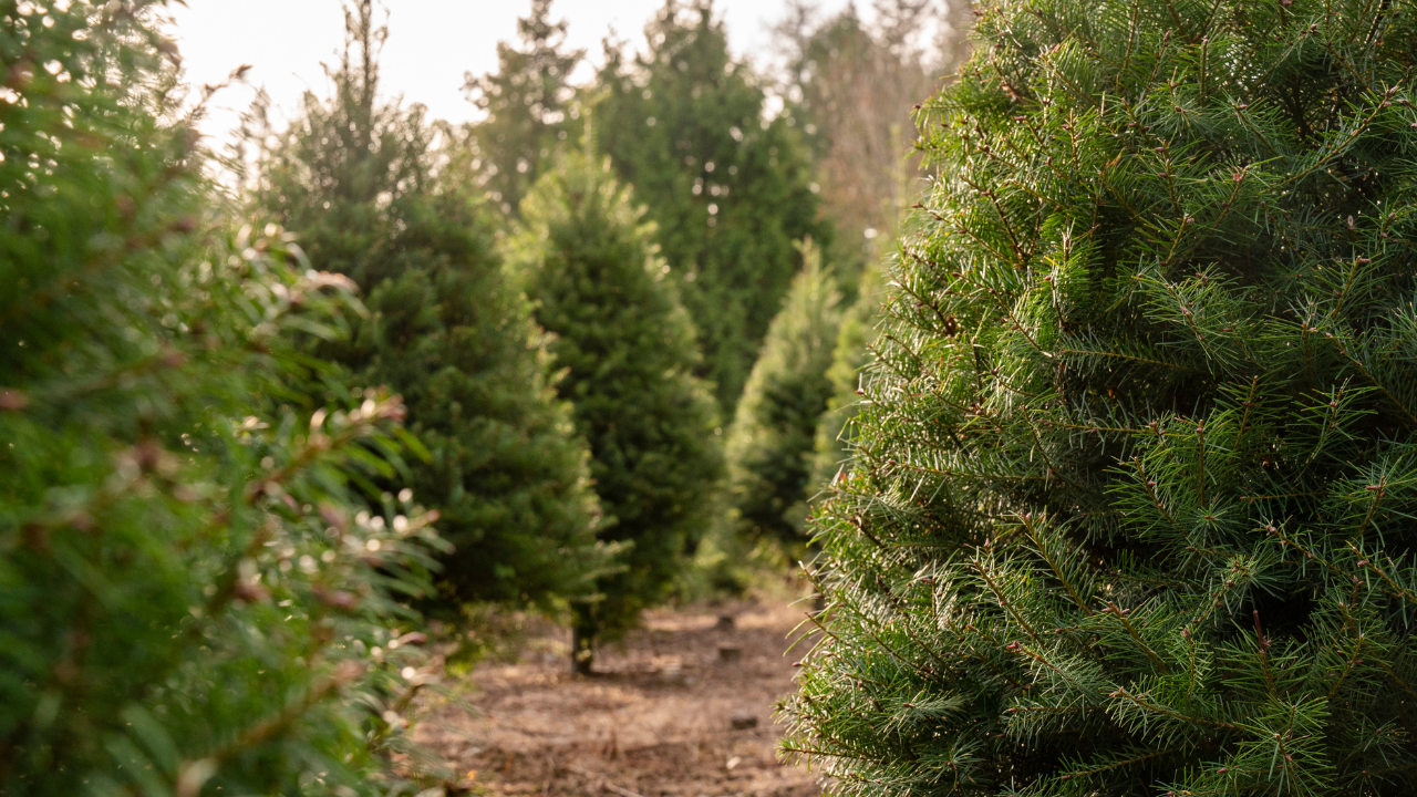 Rows of evergreen Christmas trees at a farm. Sunlight.
