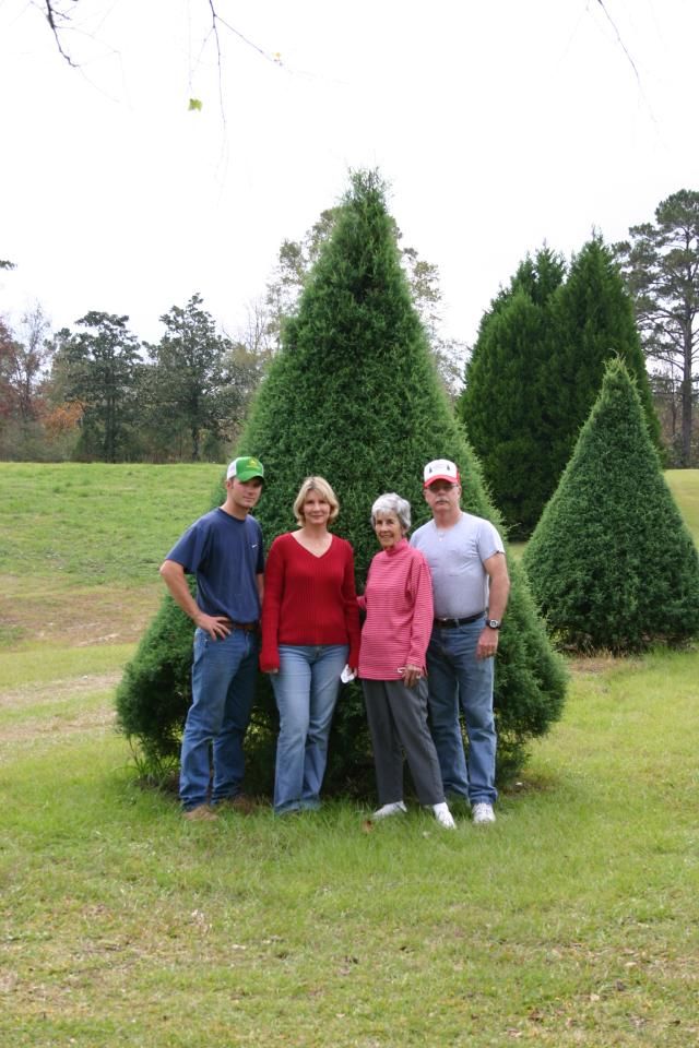 Rows of evergreen Christmas trees at a farm. Sunlight.
