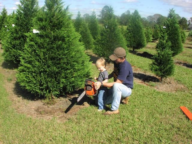 Rows of Christmas trees growing in a tree farm with a forest background.