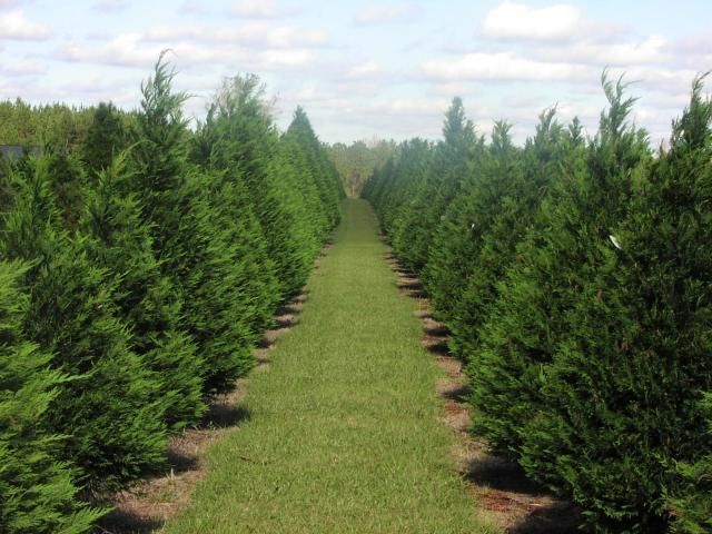 Rows of young Christmas trees growing in a field under a clear blue sky.