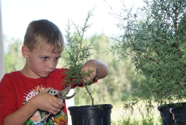 Boy prunes small tree in black pot, outdoors. He wears red shirt, intently focused.