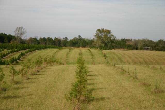 Rows of young evergreen trees planted in a grassy field, under a bright sky.