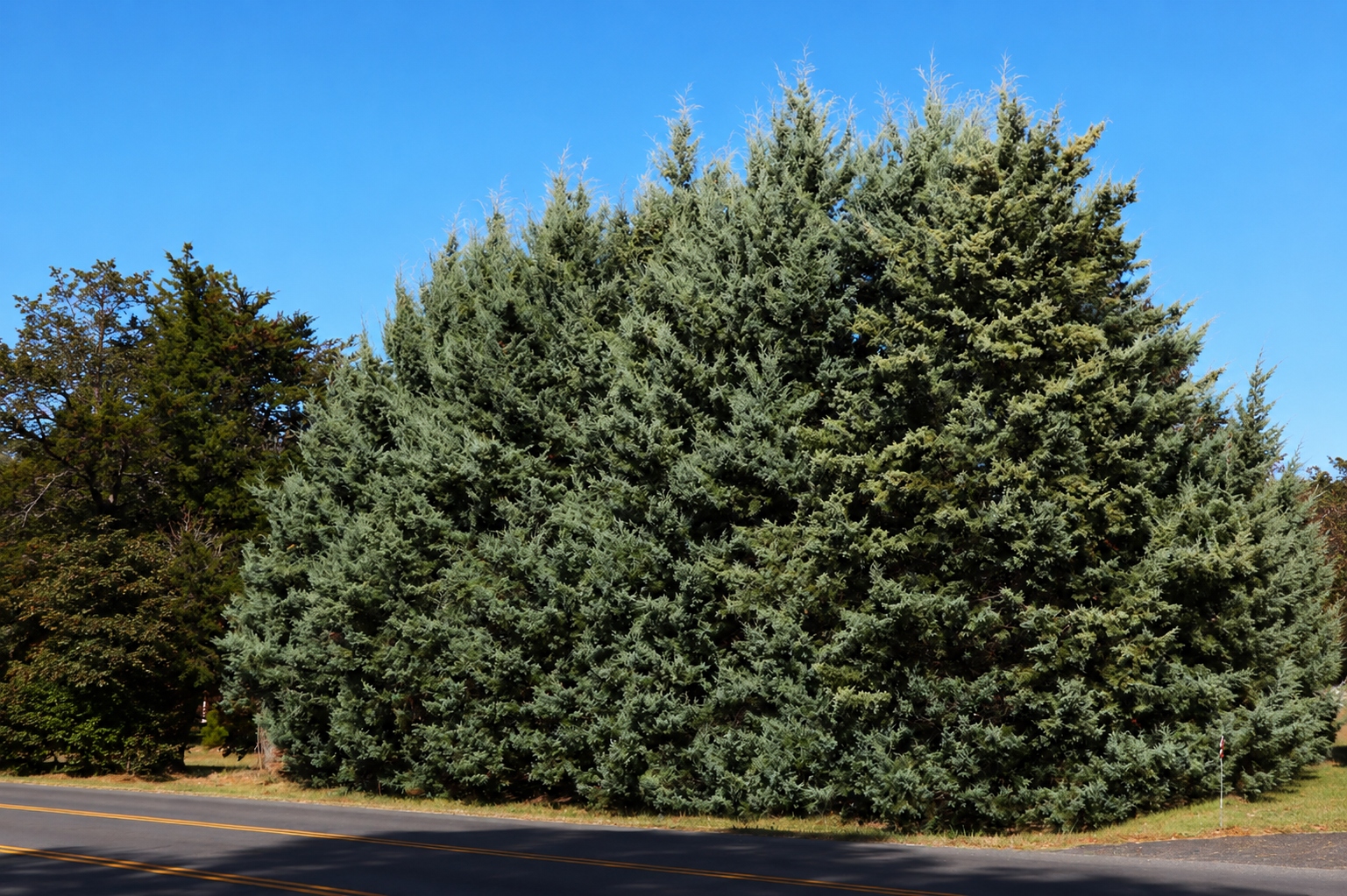 Christmas trees in a field with a rolling hill backdrop on a sunny day.