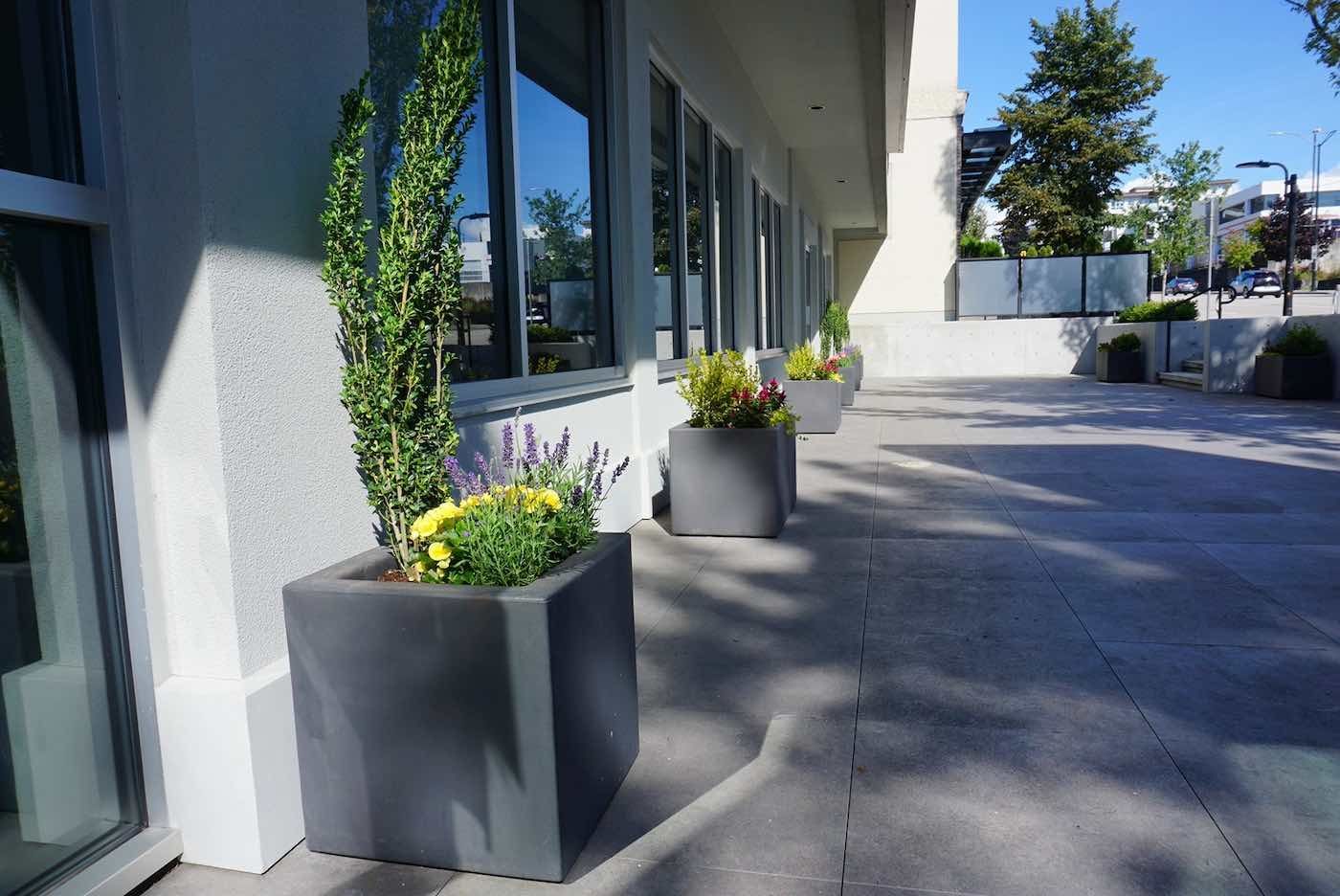 Gray, square planters containing tall green shrubs and small yellow flowers line a paved walkway outside a building.