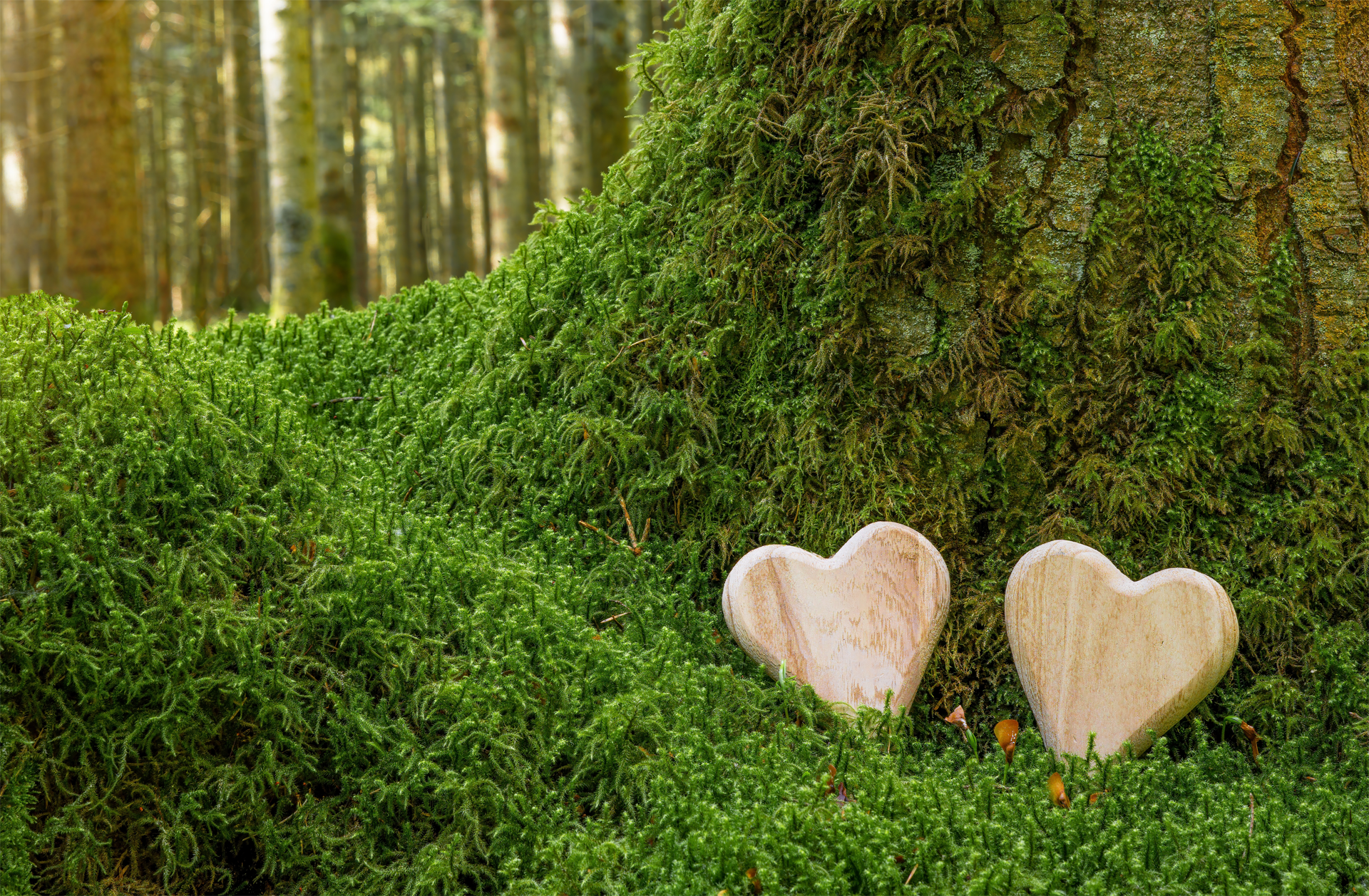 Two smooth, light-colored heart-shaped stones rest in a lush, green mossy forest at the base of a tree.