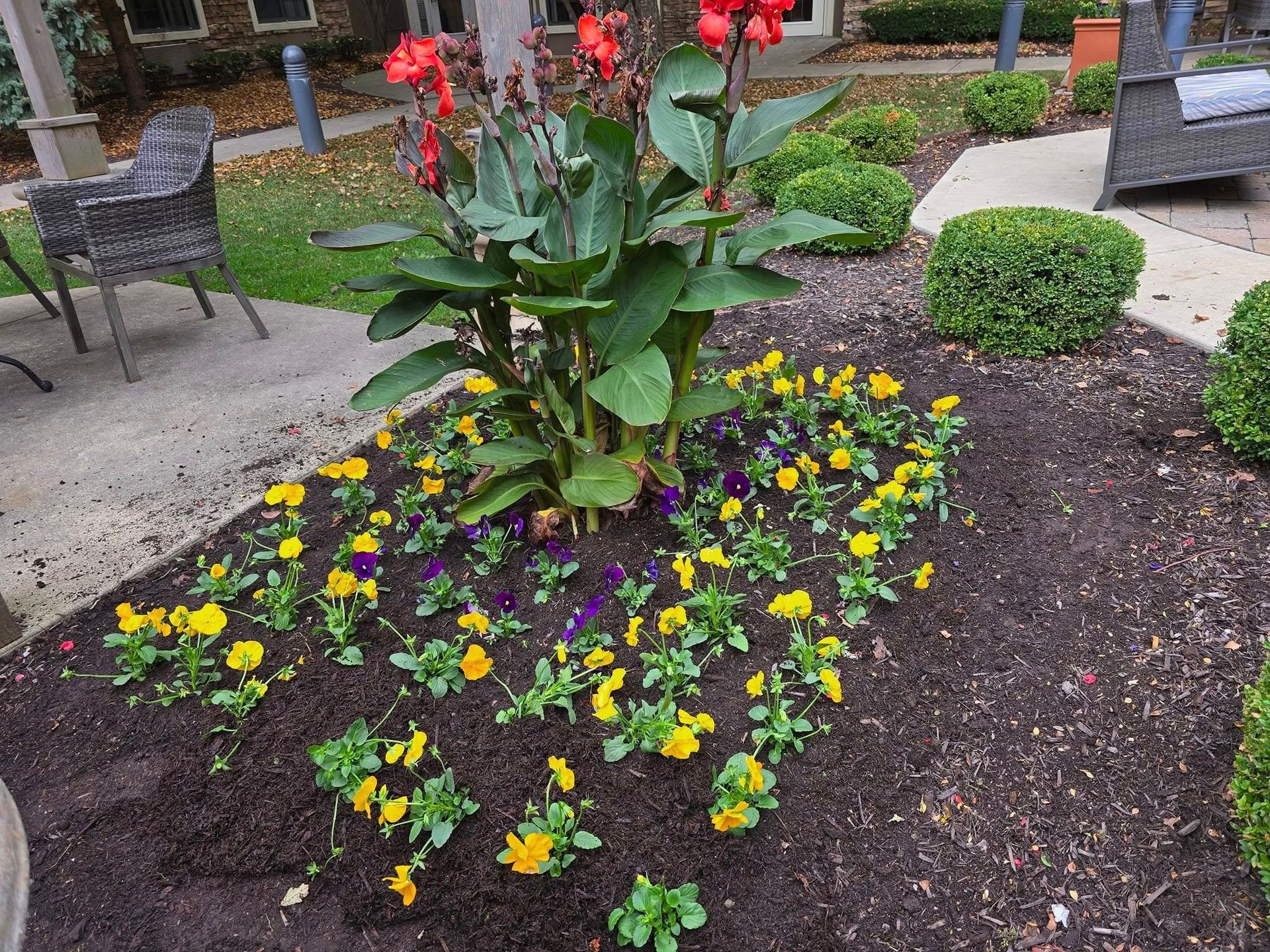 Flower bed with red flowers, yellow and purple pansies, and green foliage on dark mulch.