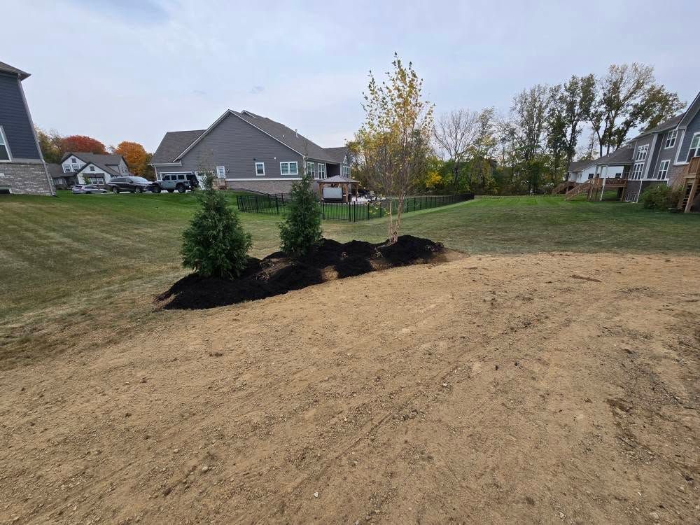Two small evergreen trees planted in mulch, on a grassy hill with houses in the background.
