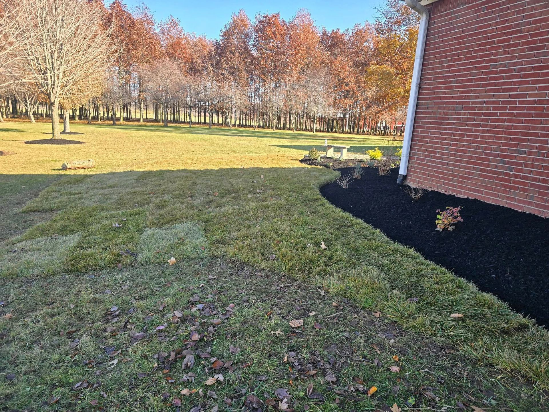 Lawn with patchy grass, mulch, and a brick wall next to autumn trees. Sunny day.