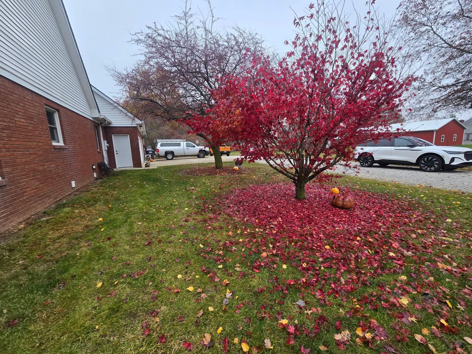 Red tree with fallen leaves on grass near a brick building and a road with parked cars.
