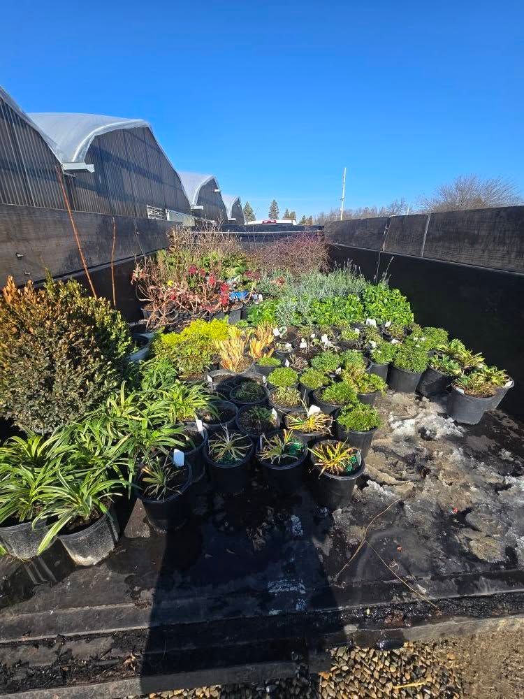 Potted plants of various types and colors on a black tarp in front of a greenhouse.