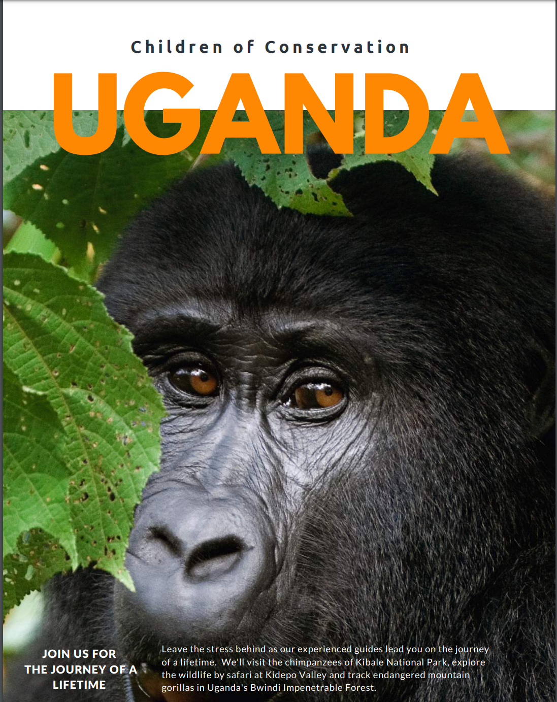 brochure cover brochure cover