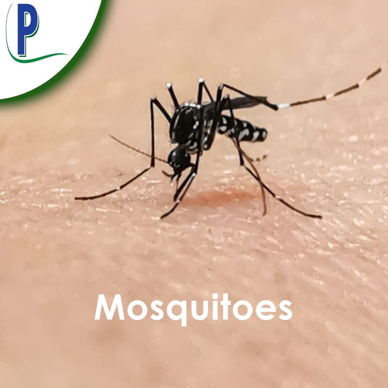 Expert Pest Control Services Sarasota, FL Pestguard