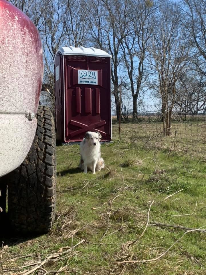 White dog sitting in grass beside a maroon portable toilet and a muddy truck tire on a rural lot