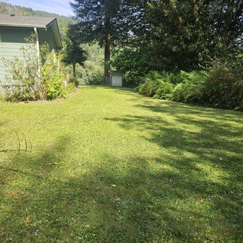 Lush green lawn beside a green house, with trees and shadows.