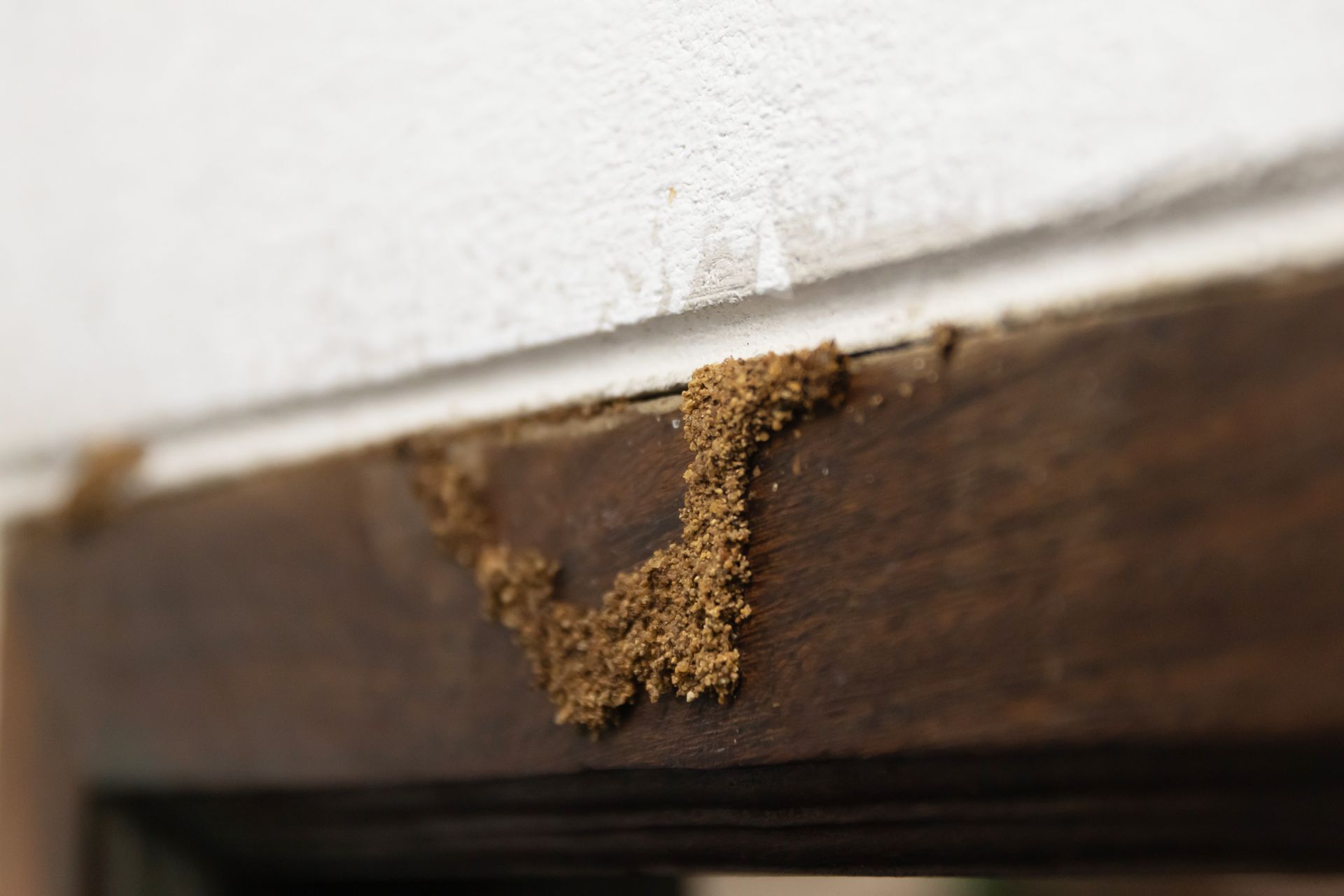 Termite mud tubes on a wooden door frame, near a white wall.