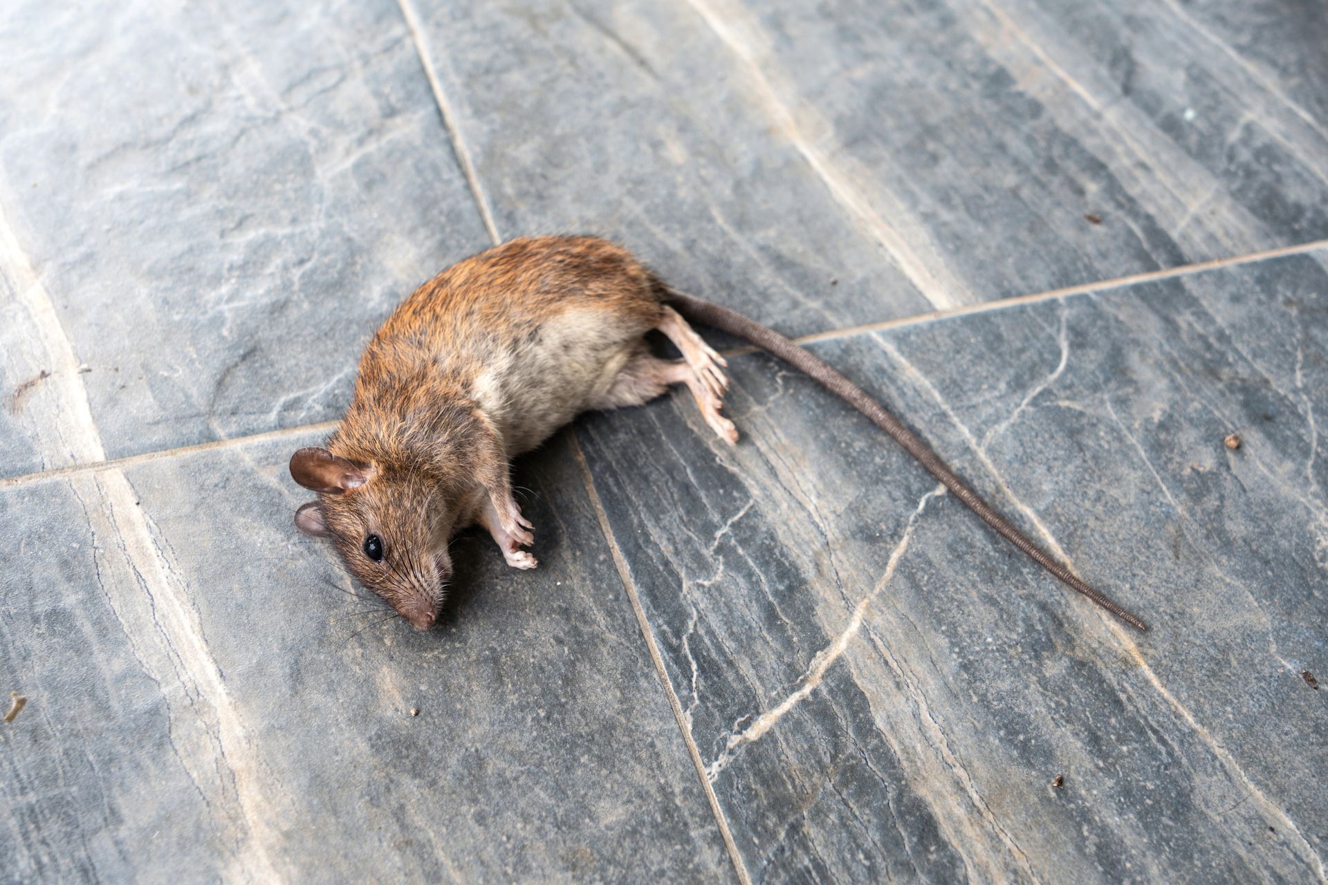 Dead rat on a gray tiled floor, tail extended.