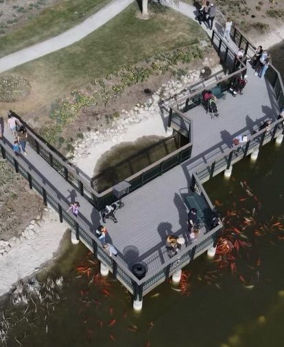 Aerial view of a wooden riverside dock with people standing and koi fish in the water below