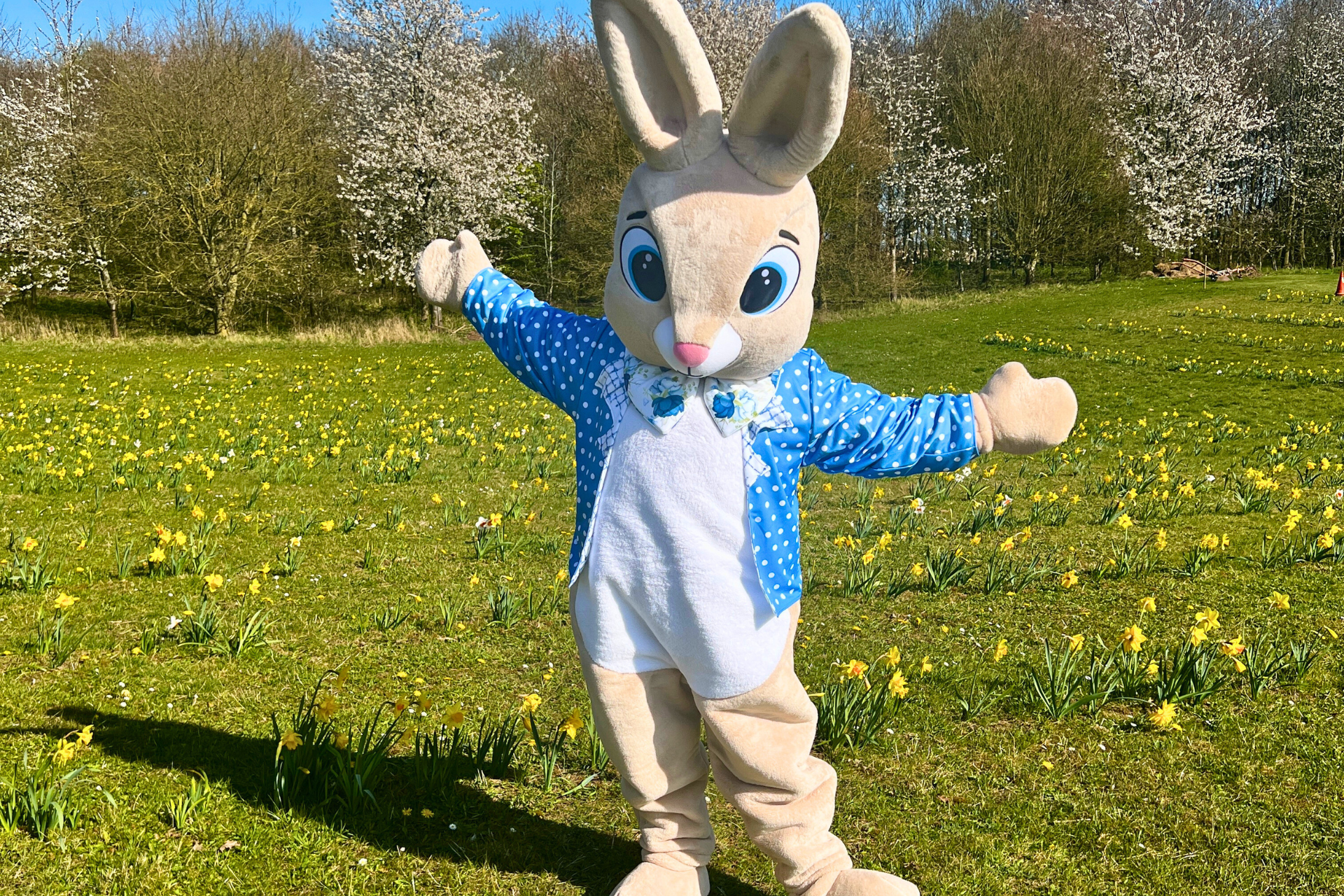 Easter Bunny character in a blue polka dot jacket standing in a daffodil patch