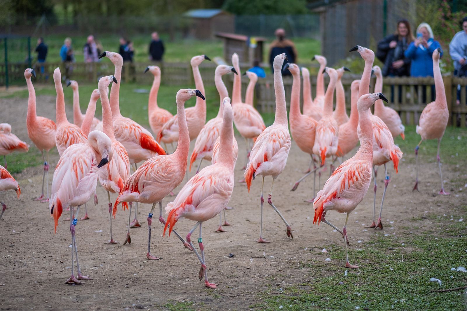 Flock of pink flamingos standing in a zoo enclosure with visitors in the background.