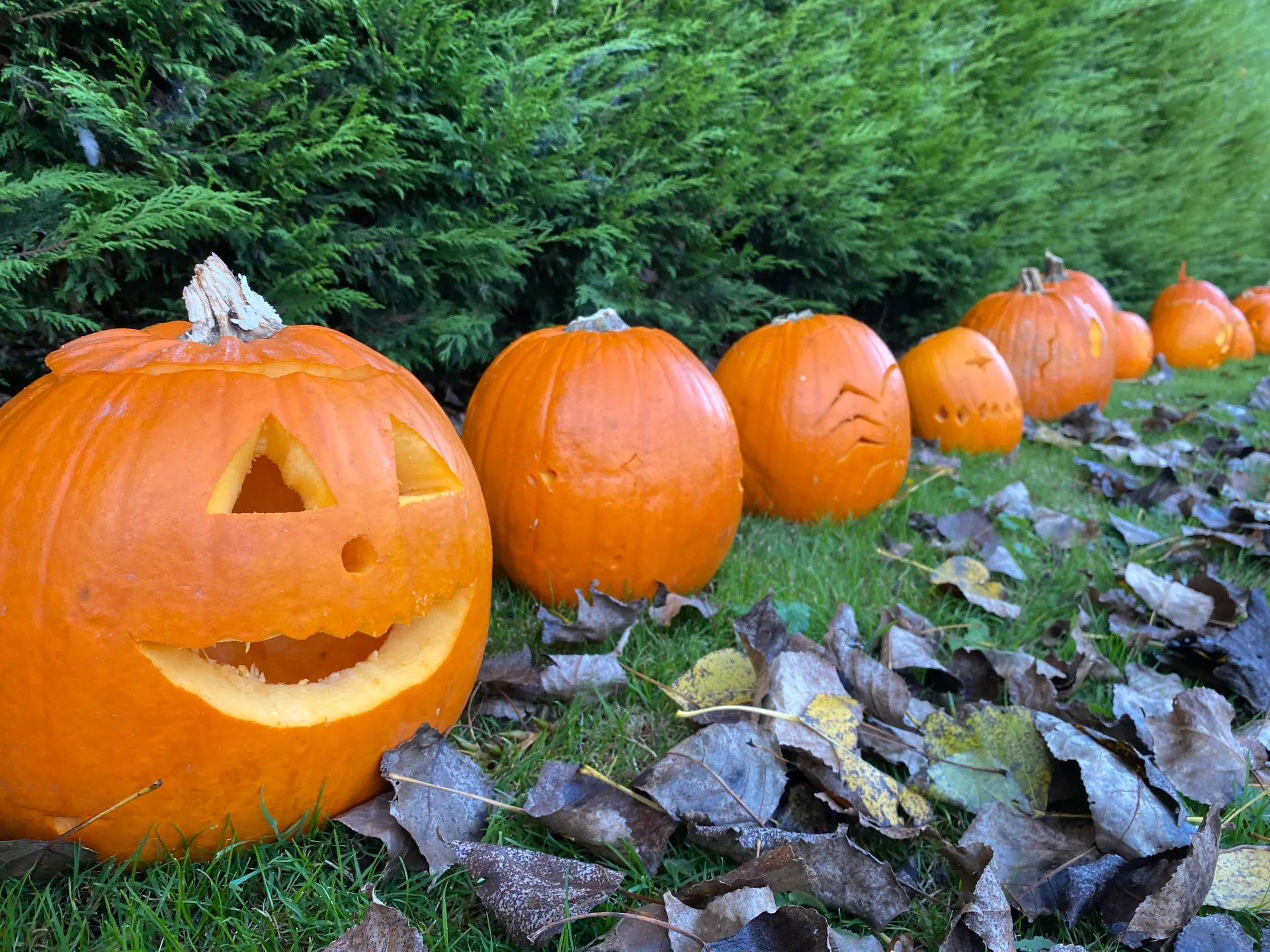 Carved Halloween pumpkins displayed at Applewood Countryside Park during October half term activities