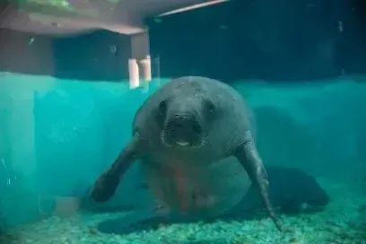 Hvac-Contractor-Bradenton-A manatee is swimming in a tank of water.