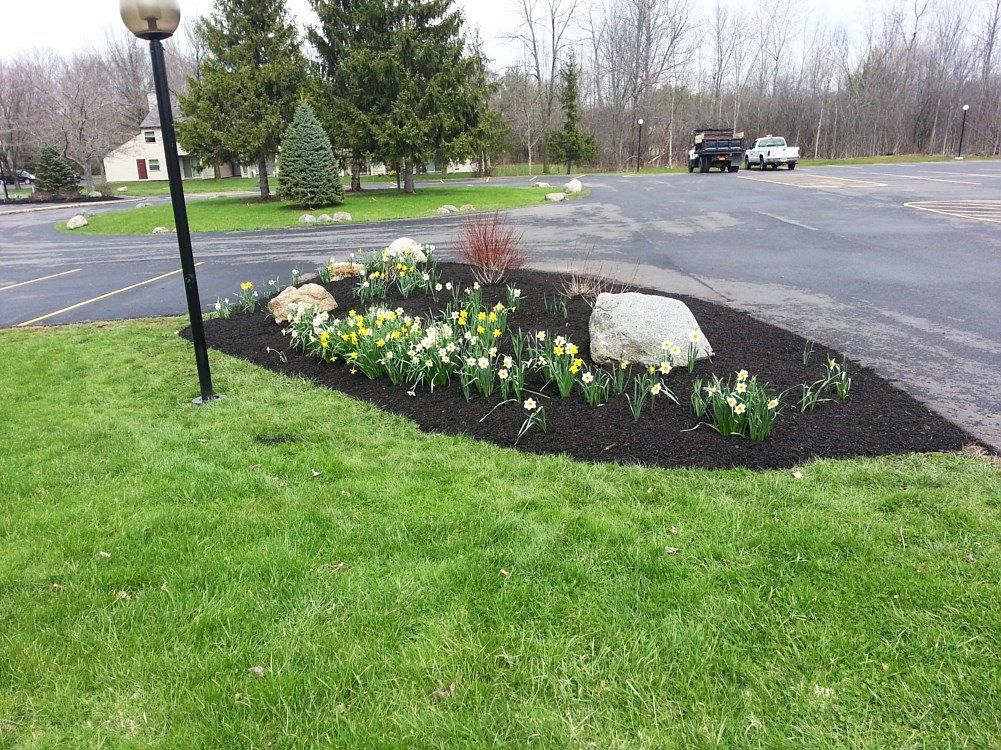 Flowerbed with daffodils and mulch next to a grassy lawn and asphalt drive.