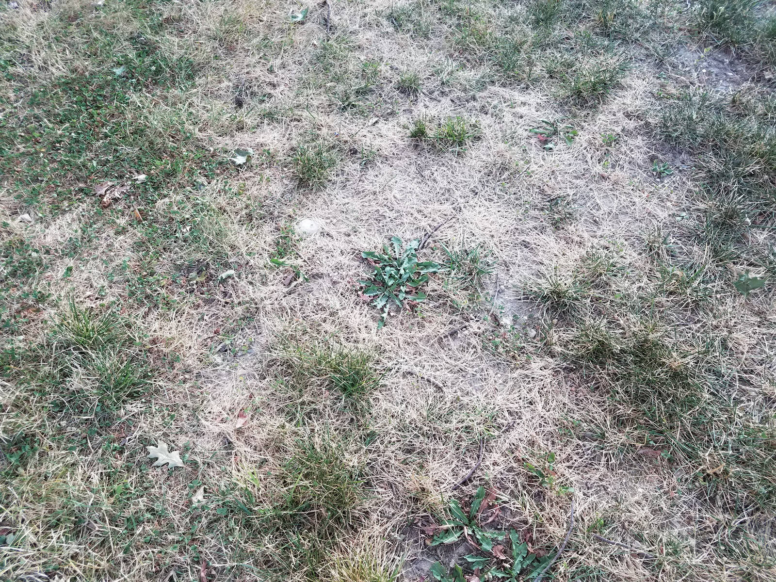 Patchy lawn with dry, brown grass and green patches.