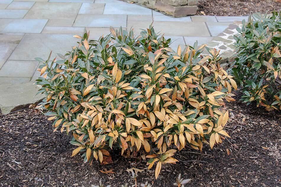 Shrub with green and yellow leaves, in a garden bed with mulch, in front of stone pavers.