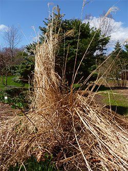 Dried ornamental grass in a garden setting, with brown stalks and a coniferous tree in the background.