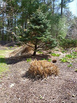 Green evergreen tree in a mulched bed with dead brown shrub and forest in the background.
