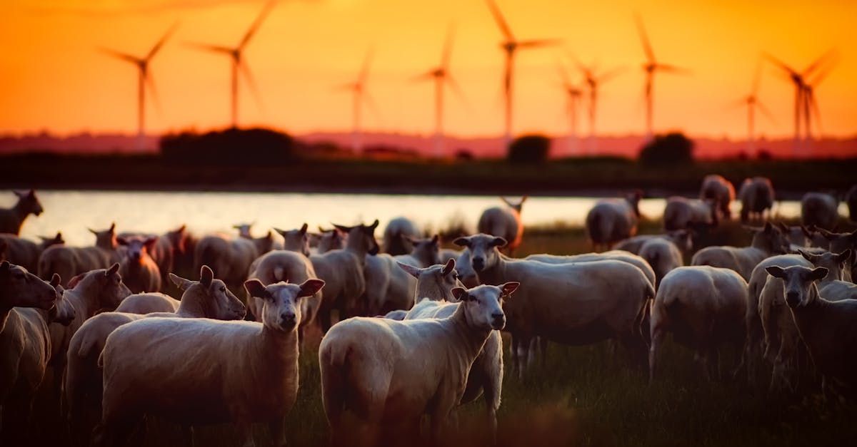 Sheep grazing in a field at sunset with wind turbines silhouetted on the horizon